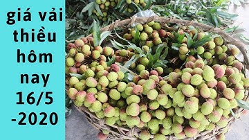 Giá vải thiều mới nhất hôm nay -Cập Nhật Giá Vải Thiều Mới Nhất hiện nay 2020| Vải chín sớm