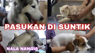 PASUKAN TAKUT DI SUNTIK !!!  VLOG