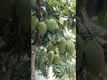 Vem ver esse espetáculo #naturezasurpreendente #mangas #inscreva #viralshort #viralvideo 🚀