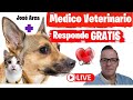 🔴Como se cuando va a Parir mi Perrita ⏩ Momento del Parto en la Perra ✅ Jose Arca Veterinario