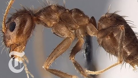 War of the Crazy Ants | ScienceTake | The New York Times