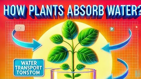 How Do plants Drink Water? | science explained for kids