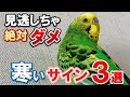 【重要】失敗しないセキセイインコの保温方法