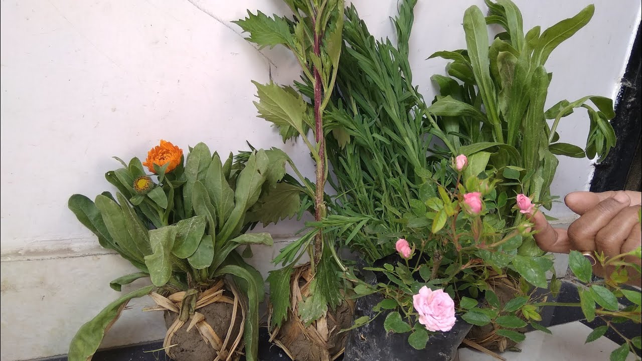 || My shopping of flower plants with rate ||