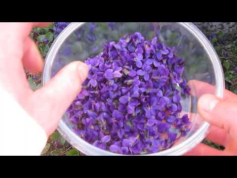 Vidéo: Les Propriétés Magiques De La Violette