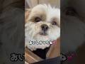 【シーズー】食べ物によって反応がちがうwww #shorts #shihtzu #かわいい #癒し動画