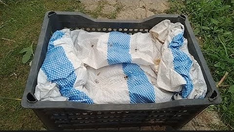 Bảo Quản Củ Giống Hoa Thược Bằng Cách Bảo Quản Khô