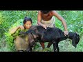 Goat Milk Suck In a Jungle | Milk Steal From A Goat | Catching and Milking