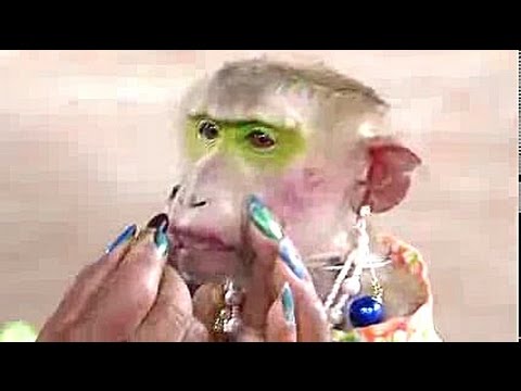 TALENTED MONKEY BEAUTY SHOW  BANGKOK, THAILAND  TRAVEL, ADVENTURE. | Open Doors |