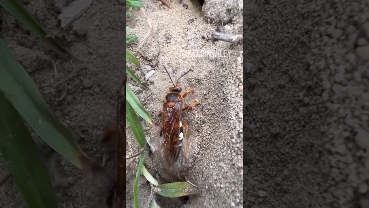 Cicada Killer Digging Out Burrow!