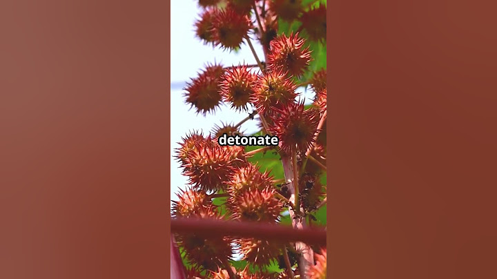 This Plant Can Literally EXPLODE! 💥 #shorts