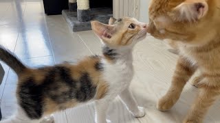 【1日目】初めて出会って秒でキスした猫たち