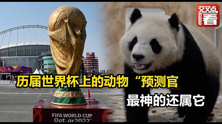 【交叉点评】历届世界杯上的动物“预测官” 最神的还属它 - 天天要闻