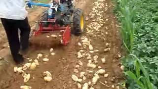 This video is about mini potato harvester for walking tractor works in a fields.its harvest width 60cm,can harvest from 60-130cm.for 8-