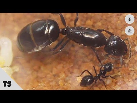 A practical guide to identifying ants