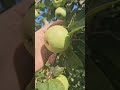 Тонна яблок с 6 соток. Бизнес не по детски. жиза)
