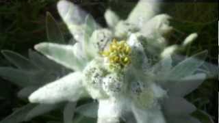 (HD 1080p) Edelweiss - Sound of Music, André Rieu / London Palladium Cast