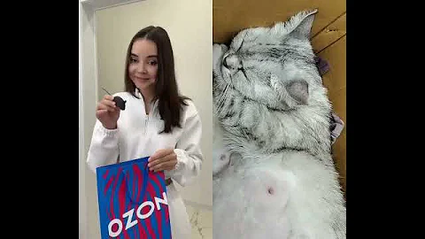 Video 11889301: cat pets funnycats, cat funny pets