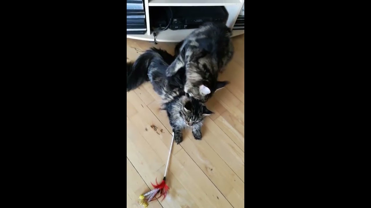 Parring Maine Coon/cats mating YouTube