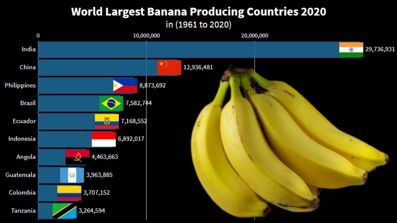 World Largest Banana Producing Countries 2020 YouTube