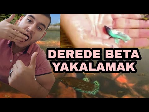 BETA BALIĞINI DEREDEN YAKALIYORUZ