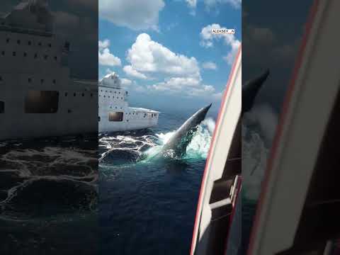 Video: Útočí megalodon na šalupy?