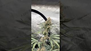 Z Grown In The 5X10 Bred By On