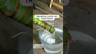 Download Lagu Alocasia Frydek Propagation (ONLY from Bulbs \u0026 Corms?) MP3