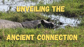 Unveiling the Ancient Connection: The Surprising Evolutionary Story of Hippopotamuses