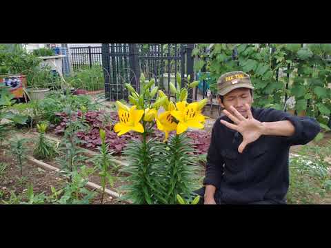 Video: Looseweed - Sifat Dan Penggunaan Loosestrife, Kontraindikasi. Daun Lepas, Monoton, Runcing, Umum, Beaujolais, Lily Lembah