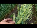 пшениця озима на 70см міжряддя .стан на сьогодні