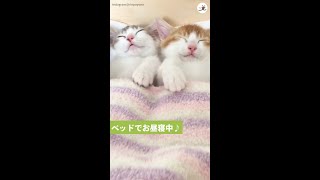 双子の子猫がベッドでお昼寝中♪        …(*´∇｀*)♡