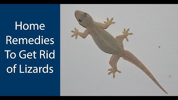 10 Effective Tips To Get Rid of Lizards From Home (updated 2020)