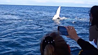 Augusta Whale Watching