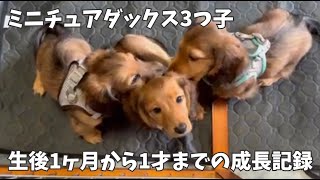 【ミニチュアダックス】3匹の子犬の赤ちゃんが1才になるまでの成長記録
