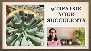 9 Simple tips for your Succulents