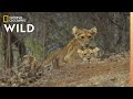 Asiatic lions in peril  nat geo wild