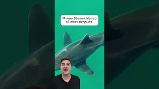 Gran Tiburón blanco partido 😱  #animales  #playa #curiosidades #sea #peces #naturaleza #shark