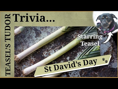 Teasel's Tudor Trivia - St David's Day