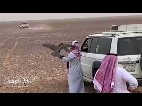 لا والله الا بر د الجو ياطير من مقناصنا
