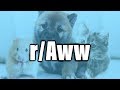 r/Aww | Ep 134 | CUTE DOGS MOSTLY but also cats