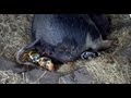 Adorable Baby Pigs Searching for Milk as a Sow Gives Birth to Berkshire Piglets - Heartwarming Scene
