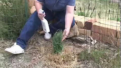 Weed Control Basics (Mechanical- w/ Pre Emergent Herbicide Weed Removal)