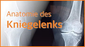 Welche Muskulatur stabilisiert das Knie?