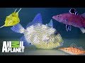 Los peces más increíbles | Con el agua al cuello | Animal Planet