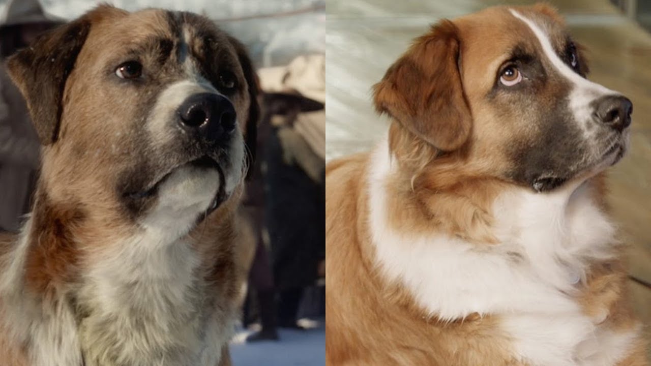 Call Of The Wild Dog Was Based On Real Rescue Dog Named Buckley
