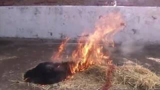 Biotecta wildfire simulation