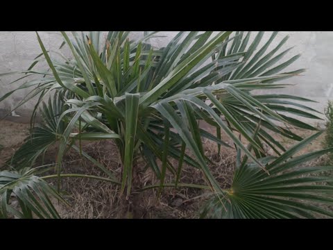 Видео: Можно ли выращивать пальмы пиндо в горшках? Узнайте о выращивании пальм пиндо в контейнерах