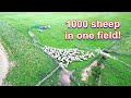 SHEARING 1000 SHEEP - NORTHUMBERLAND part 4 - Road to 10k - SHEEP SHEARING 2020