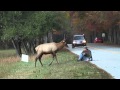 How NOT to Photograph an Elk